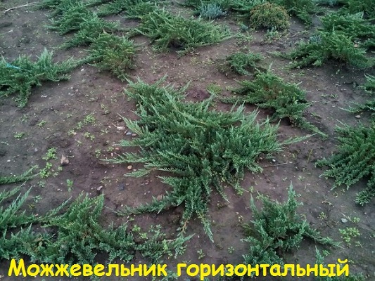 Первый слайд