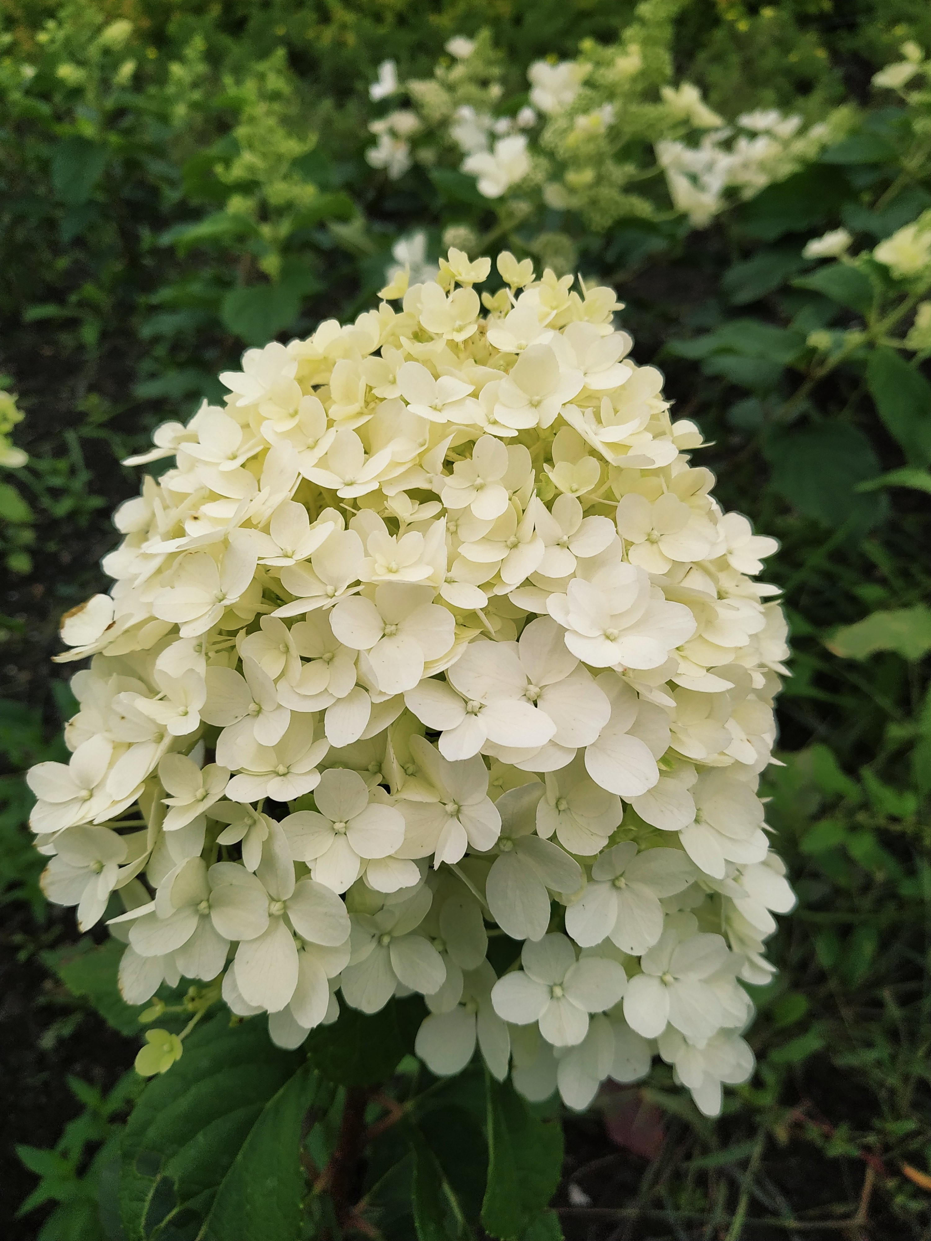 Первый слайд