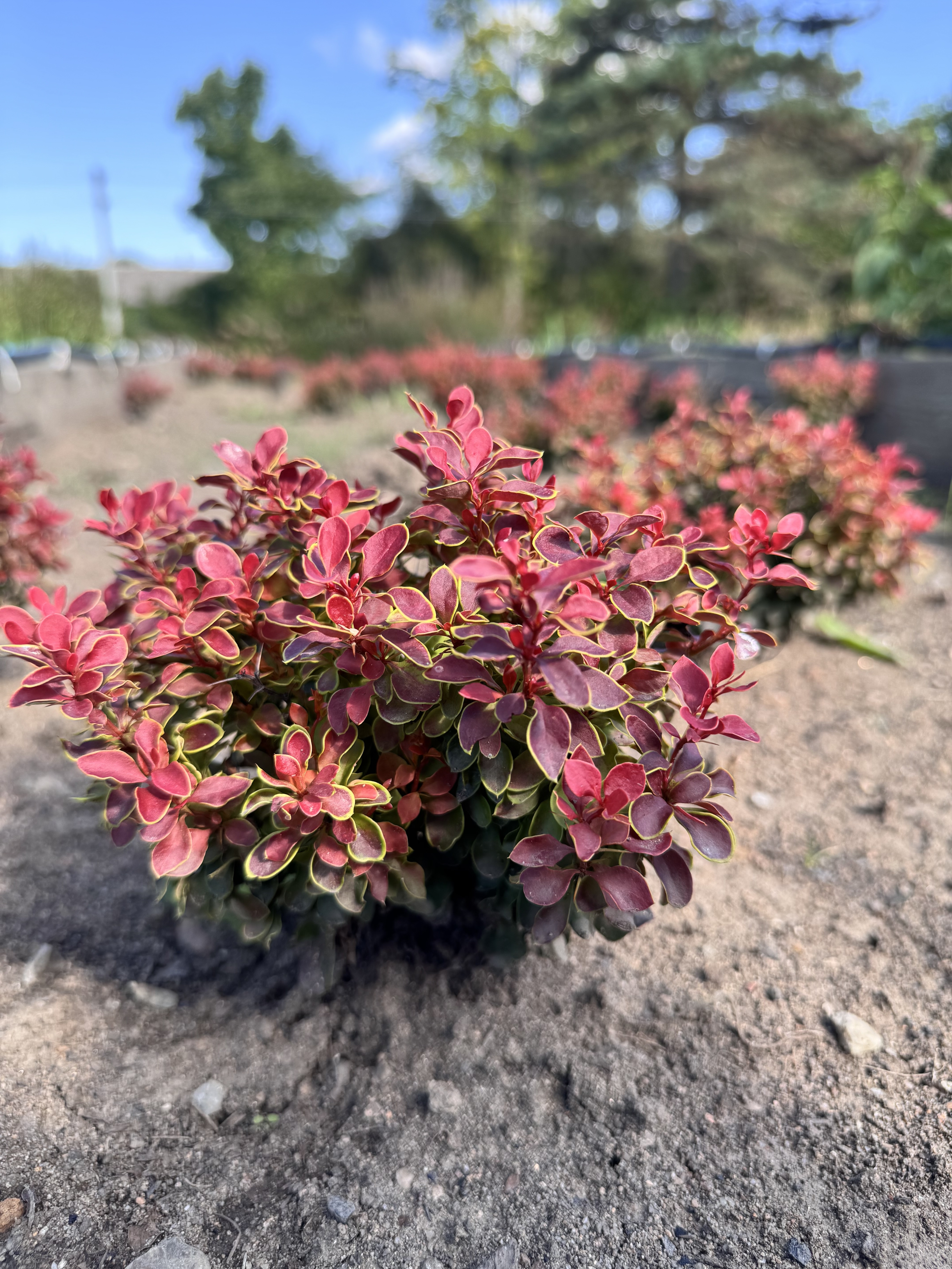 Первый слайд