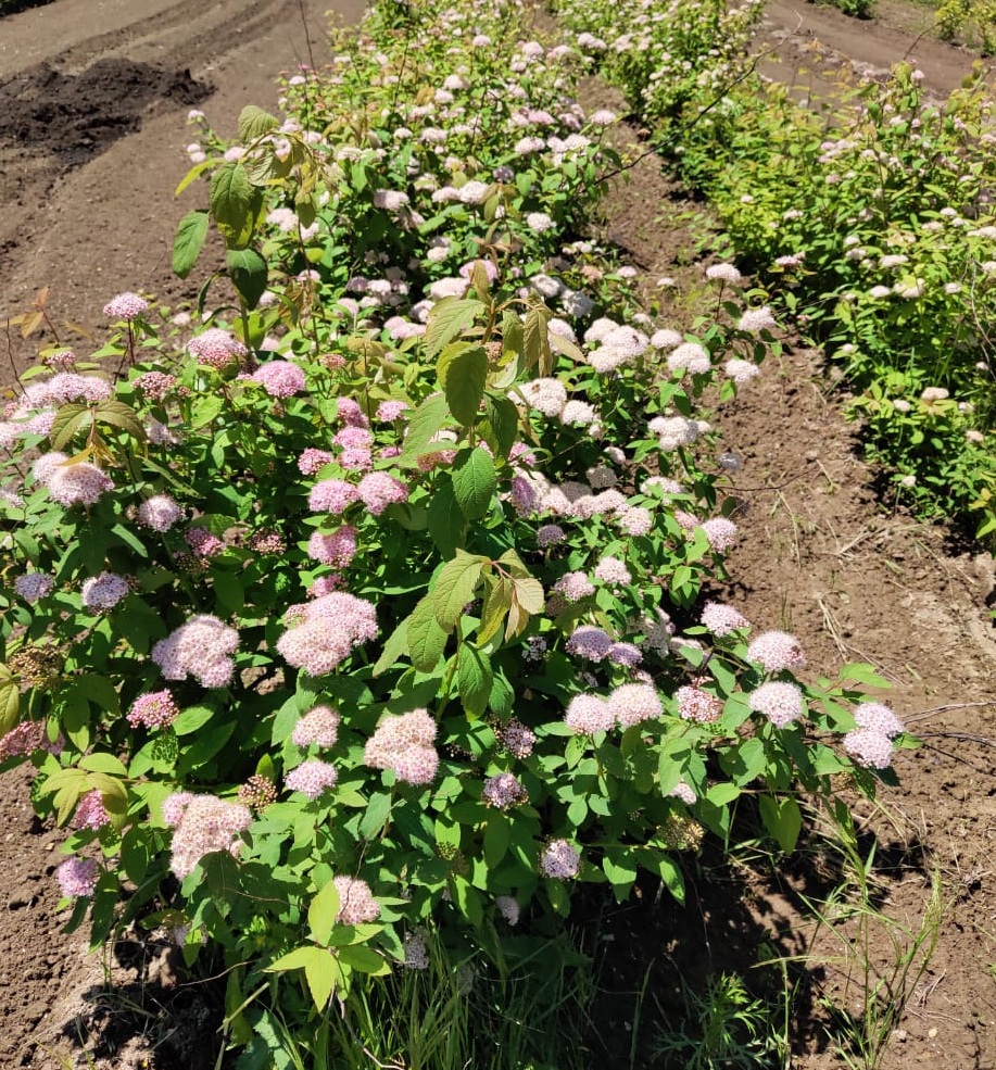 Первый слайд