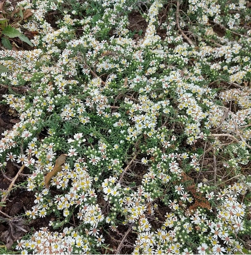 Первый слайд