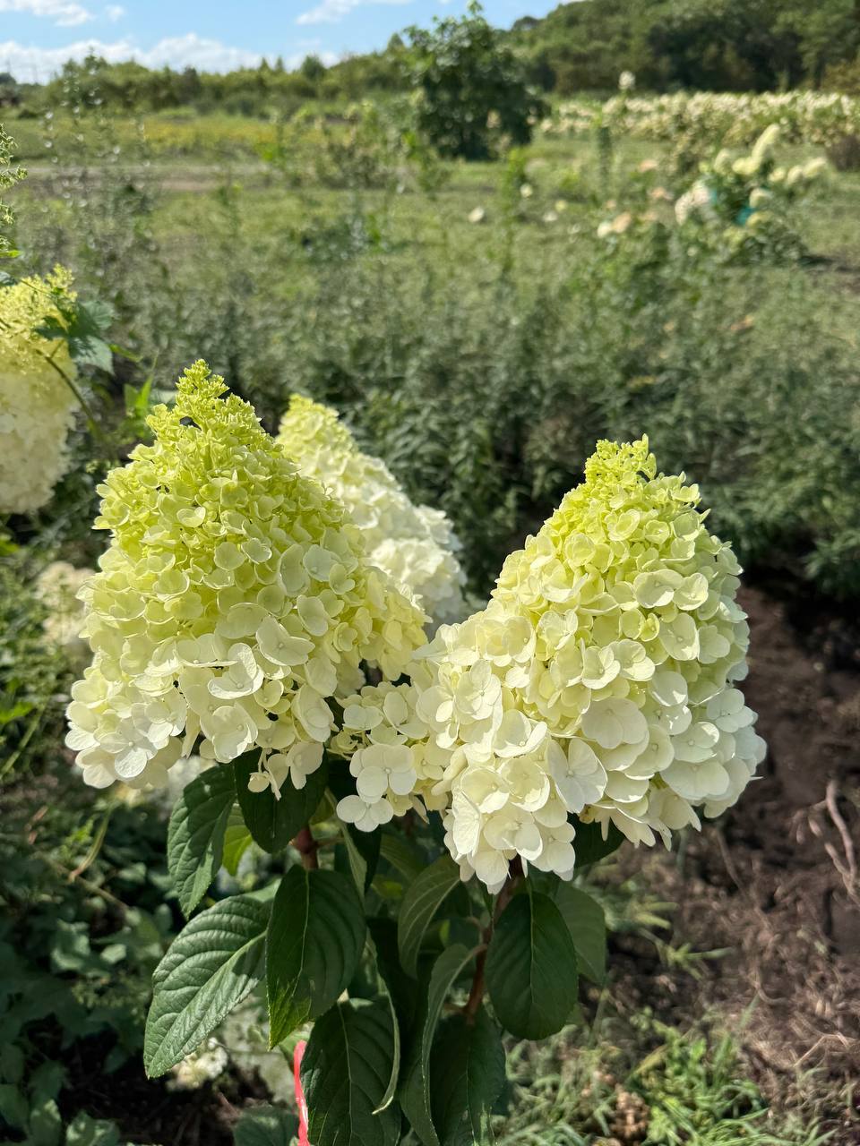 Первый слайд