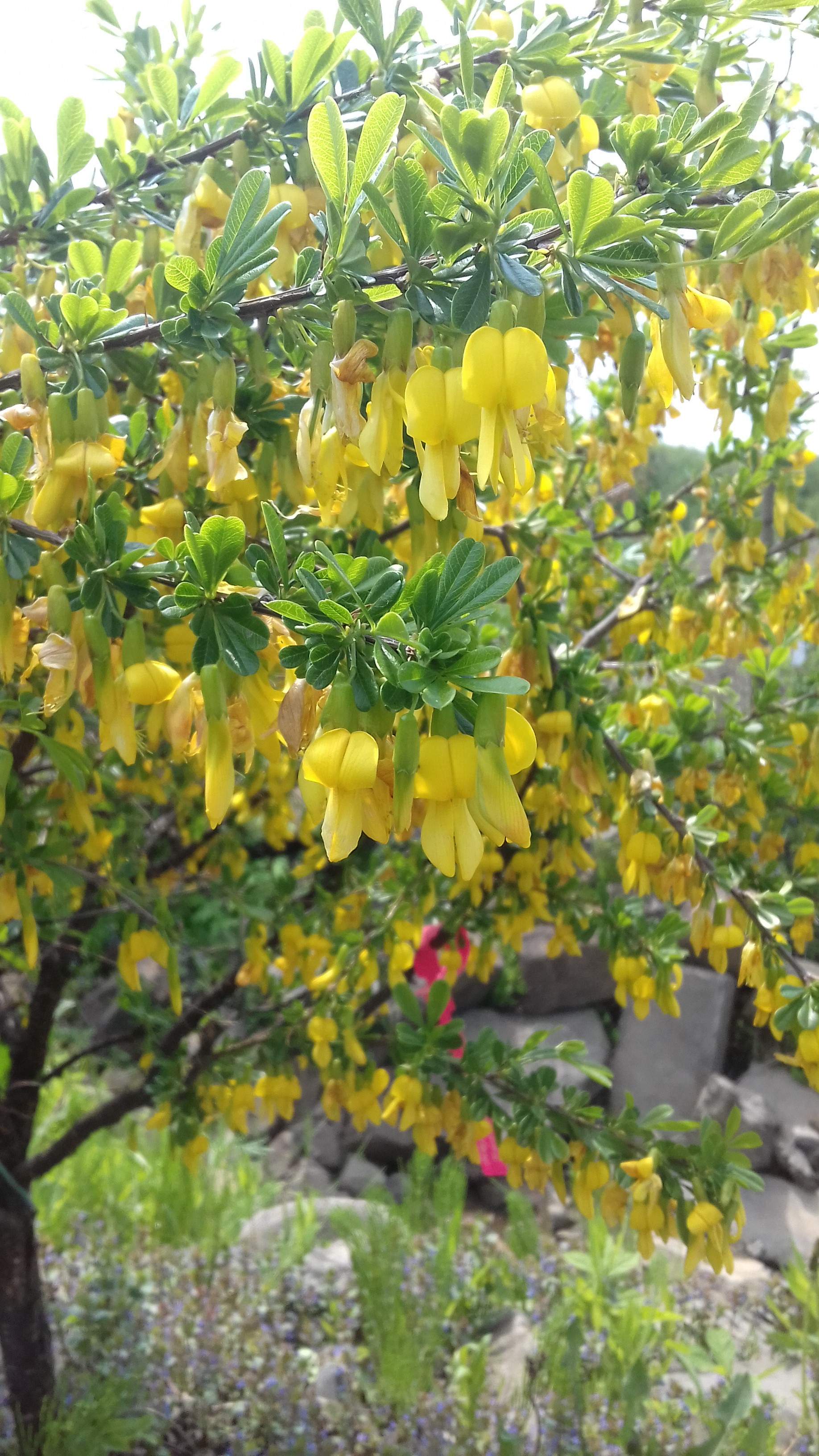 Первый слайд