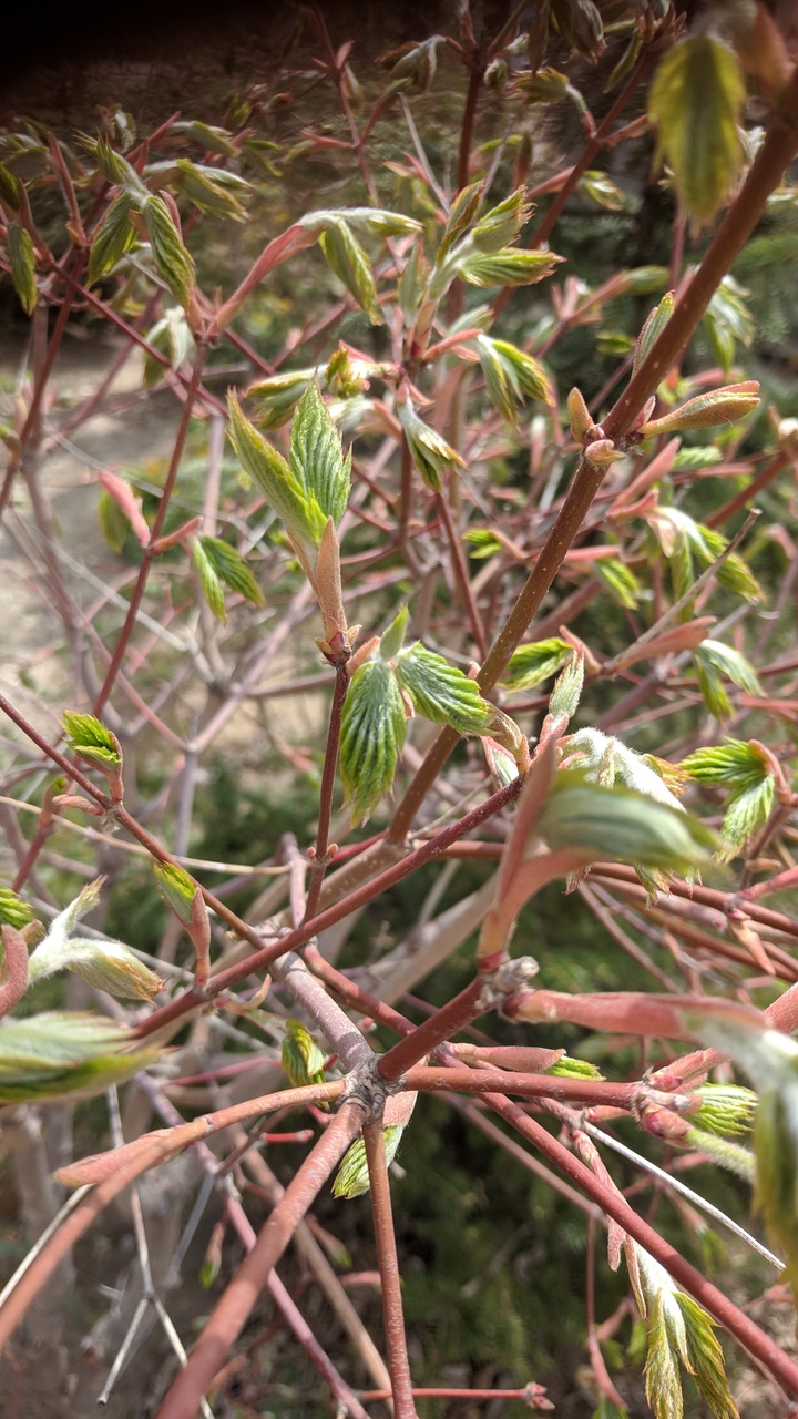 Первый слайд
