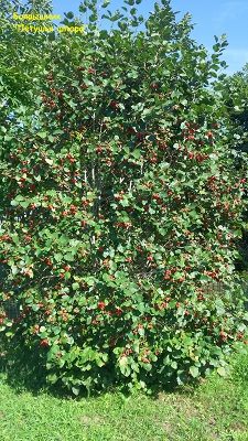 Первый слайд
