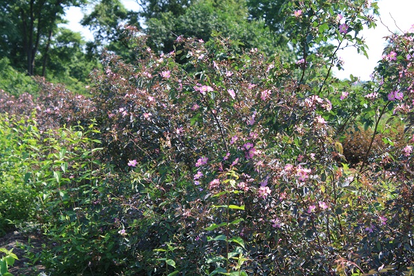 Первый слайд