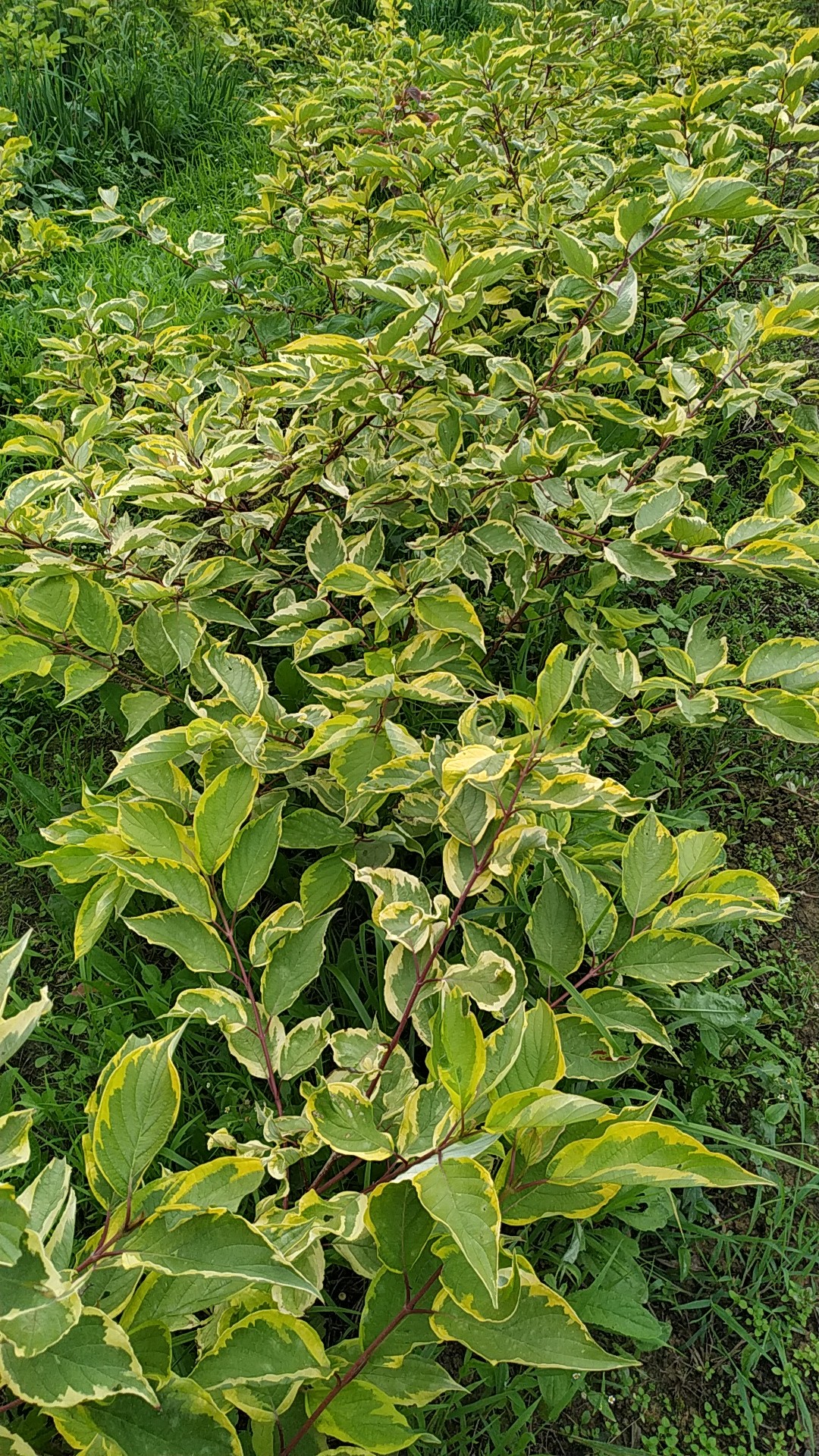 Первый слайд