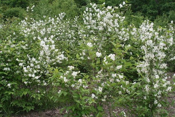 Первый слайд