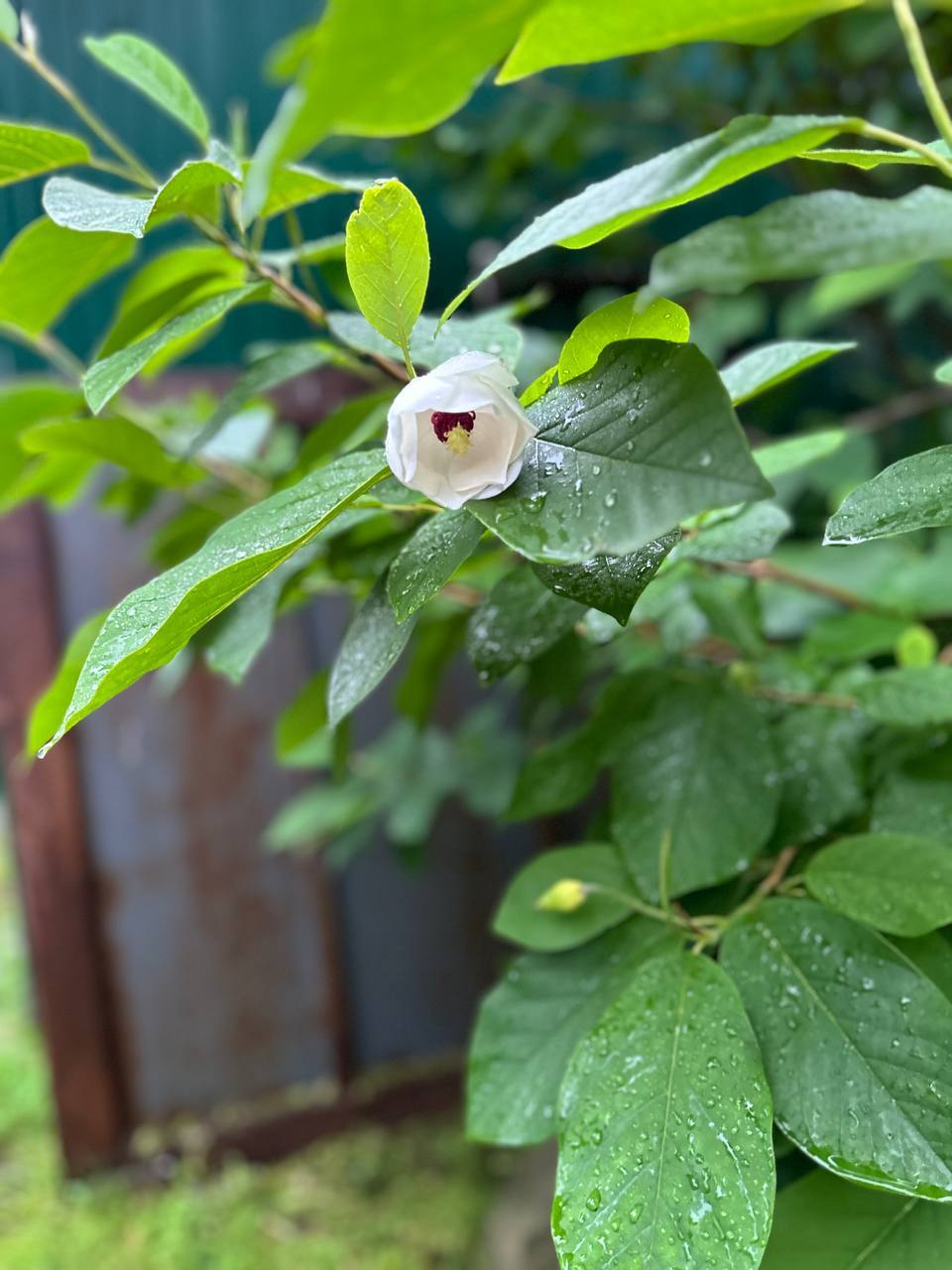 Первый слайд