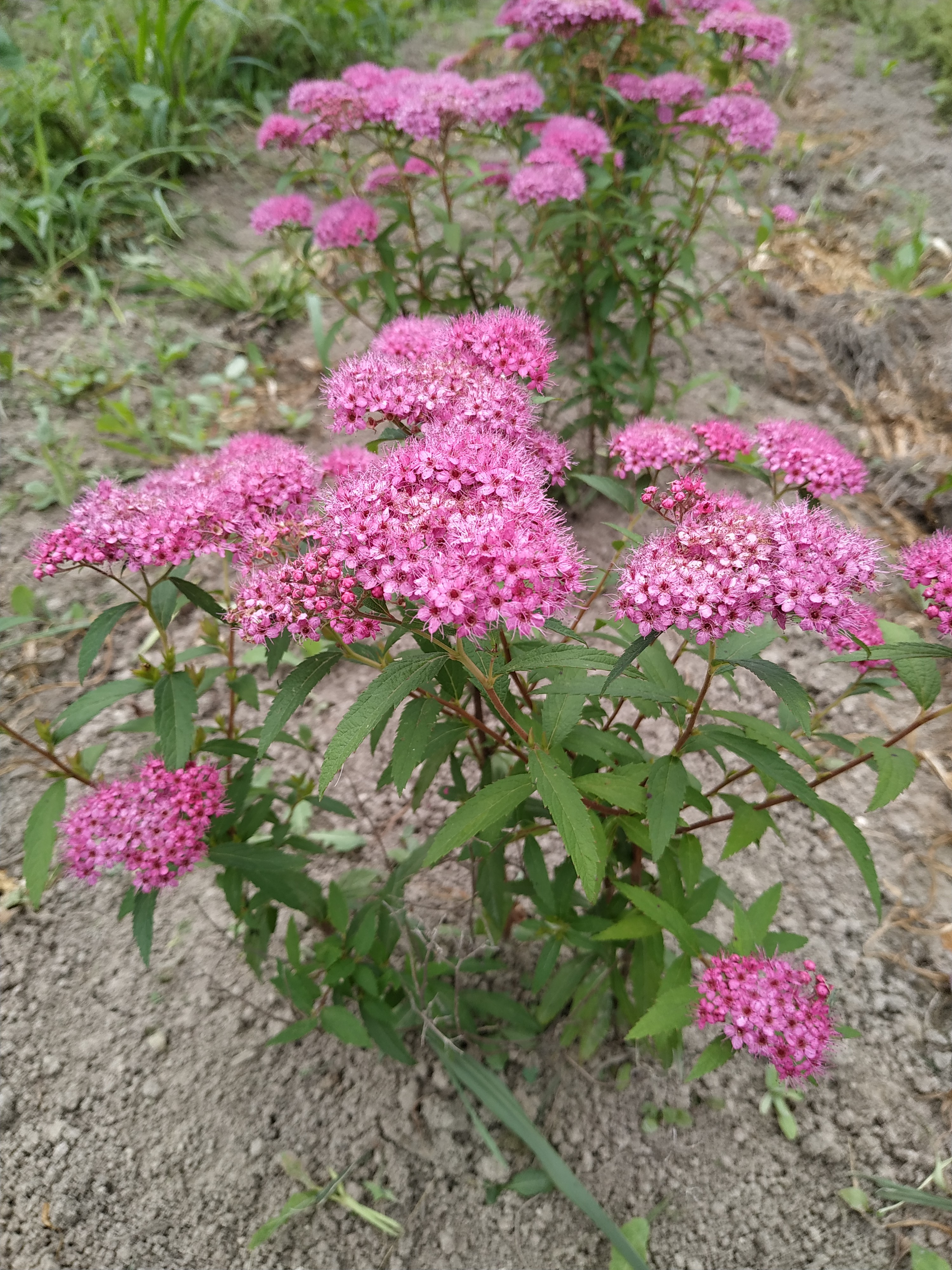 Первый слайд