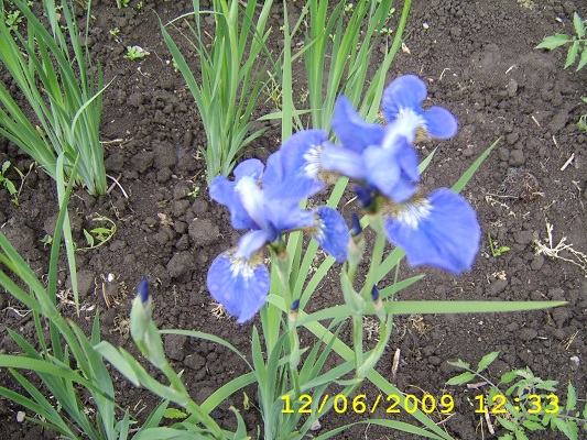 Первый слайд