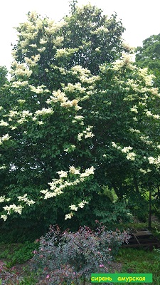 Первый слайд