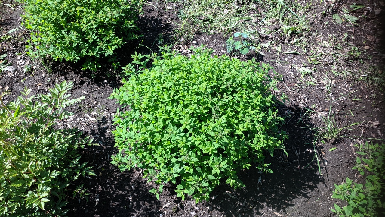 Первый слайд