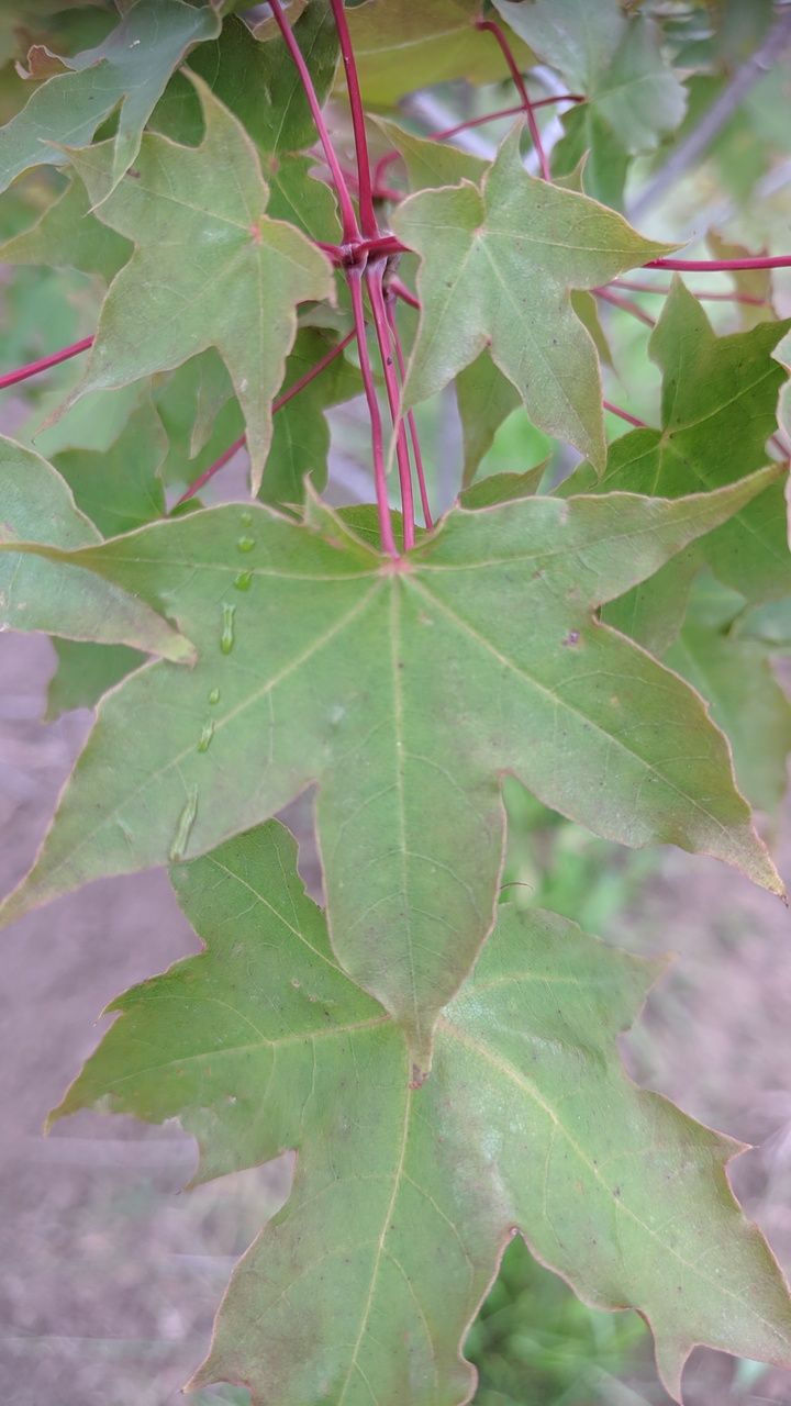 Первый слайд