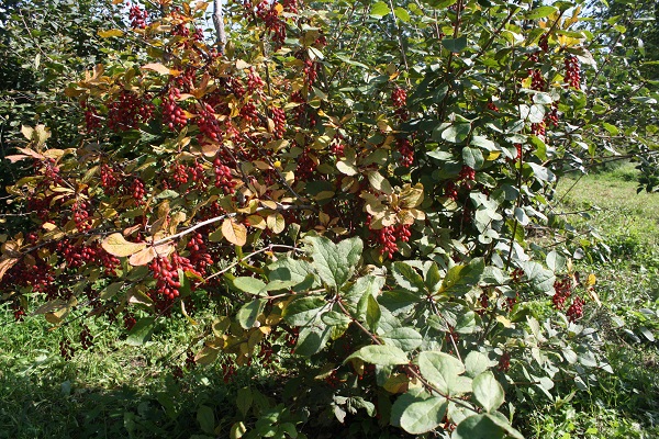 Первый слайд