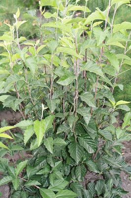 Первый слайд