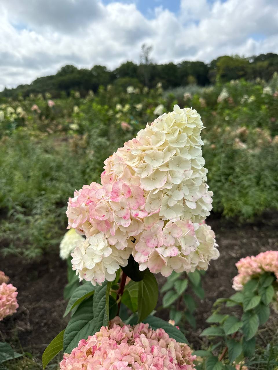 Первый слайд