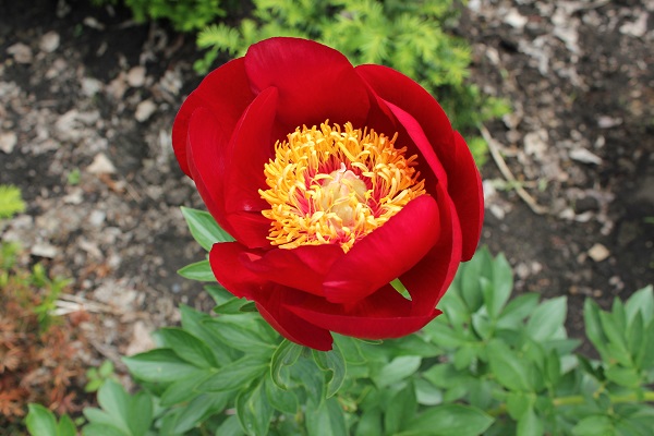 Первый слайд