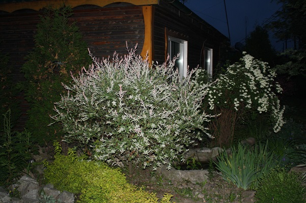 Первый слайд