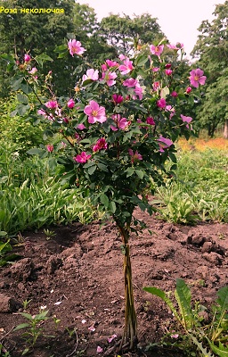 Первый слайд