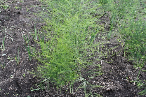 Первый слайд