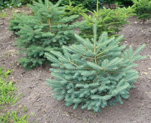 Первый слайд