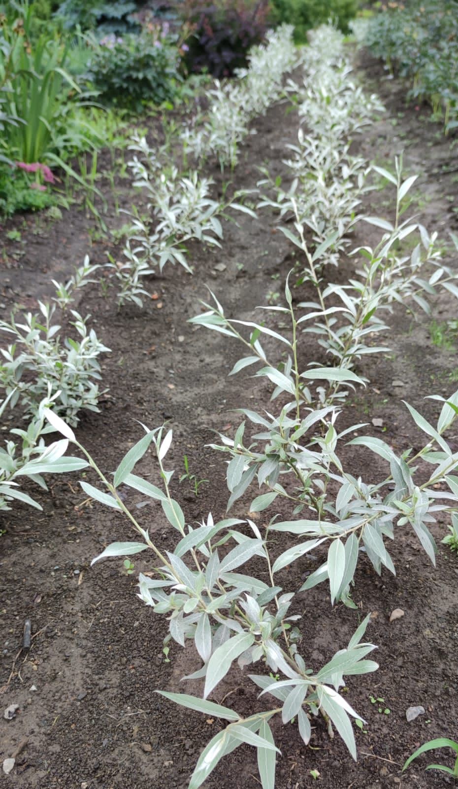 Первый слайд