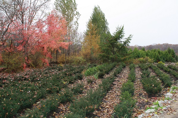 Первый слайд
