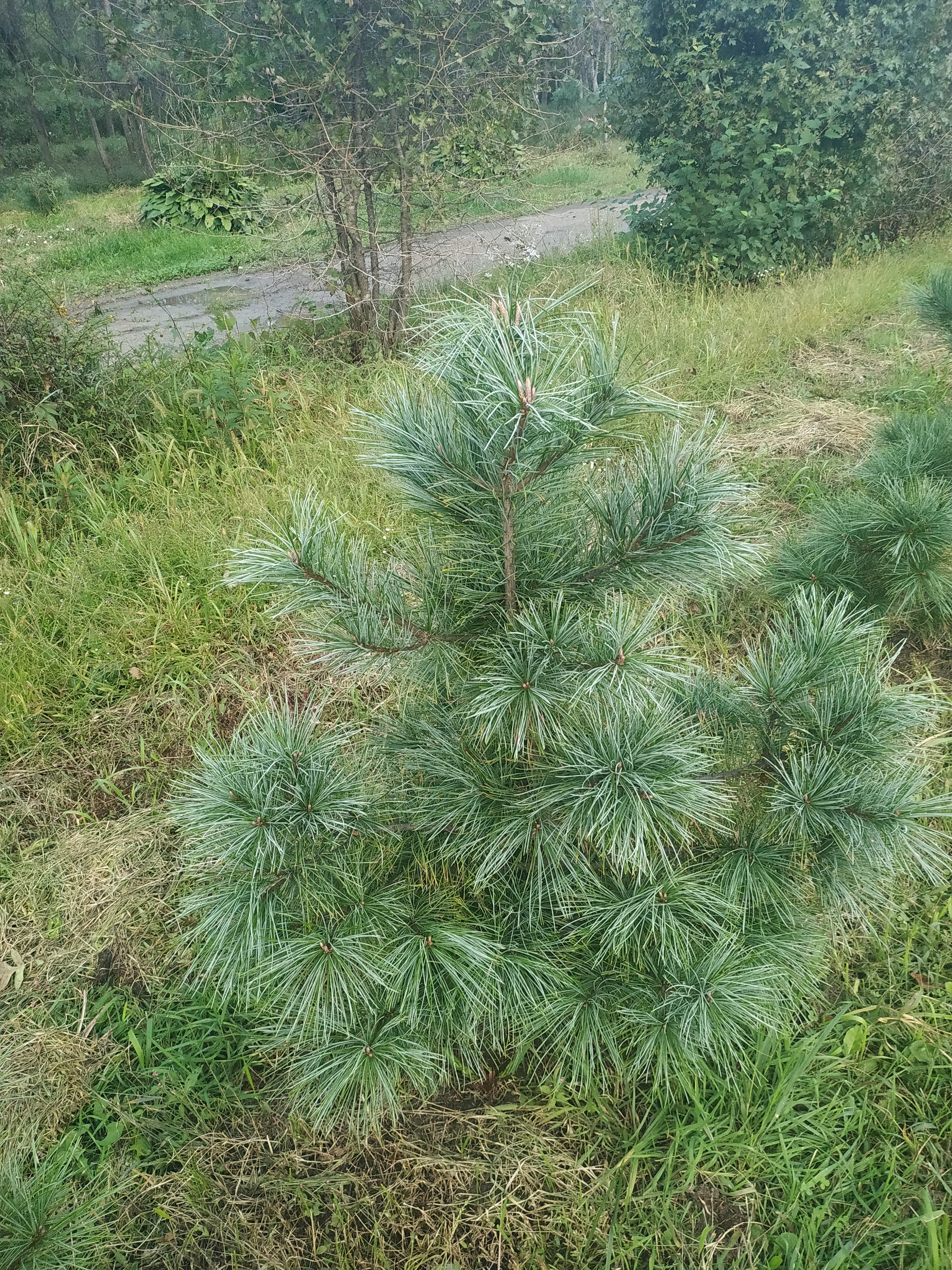 Первый слайд