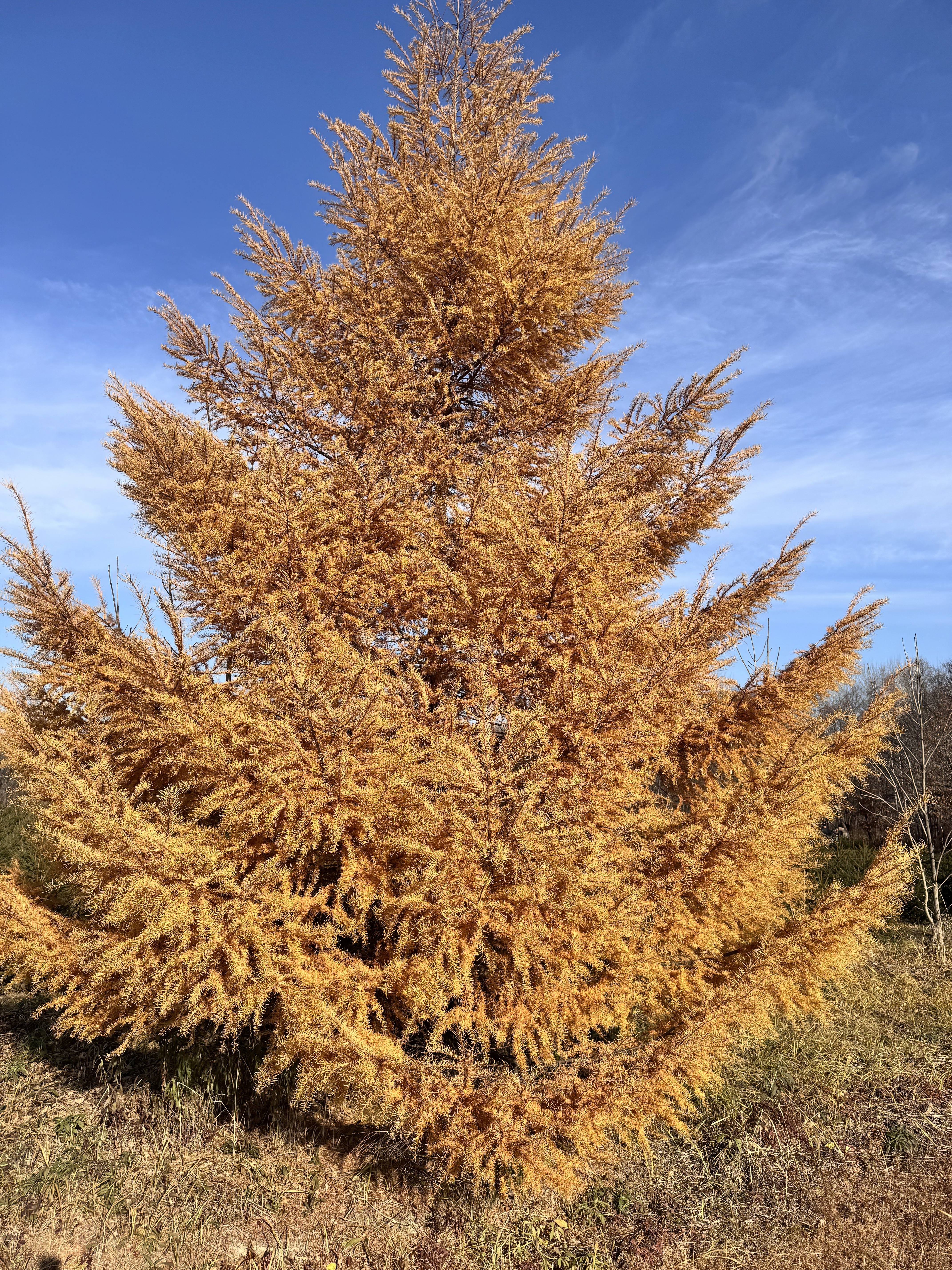 Первый слайд