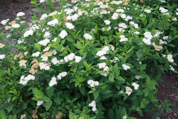 Первый слайд