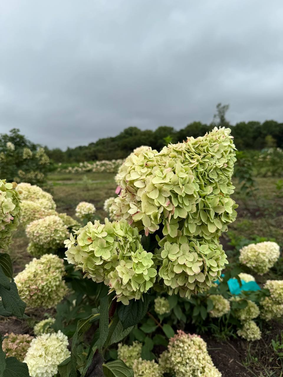 Первый слайд