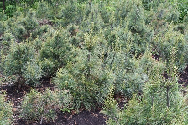 Первый слайд