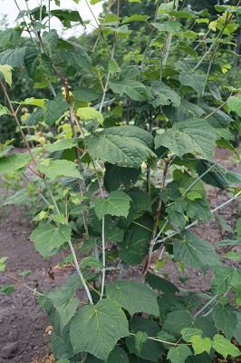 Первый слайд