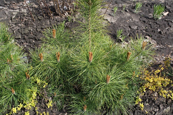 Первый слайд