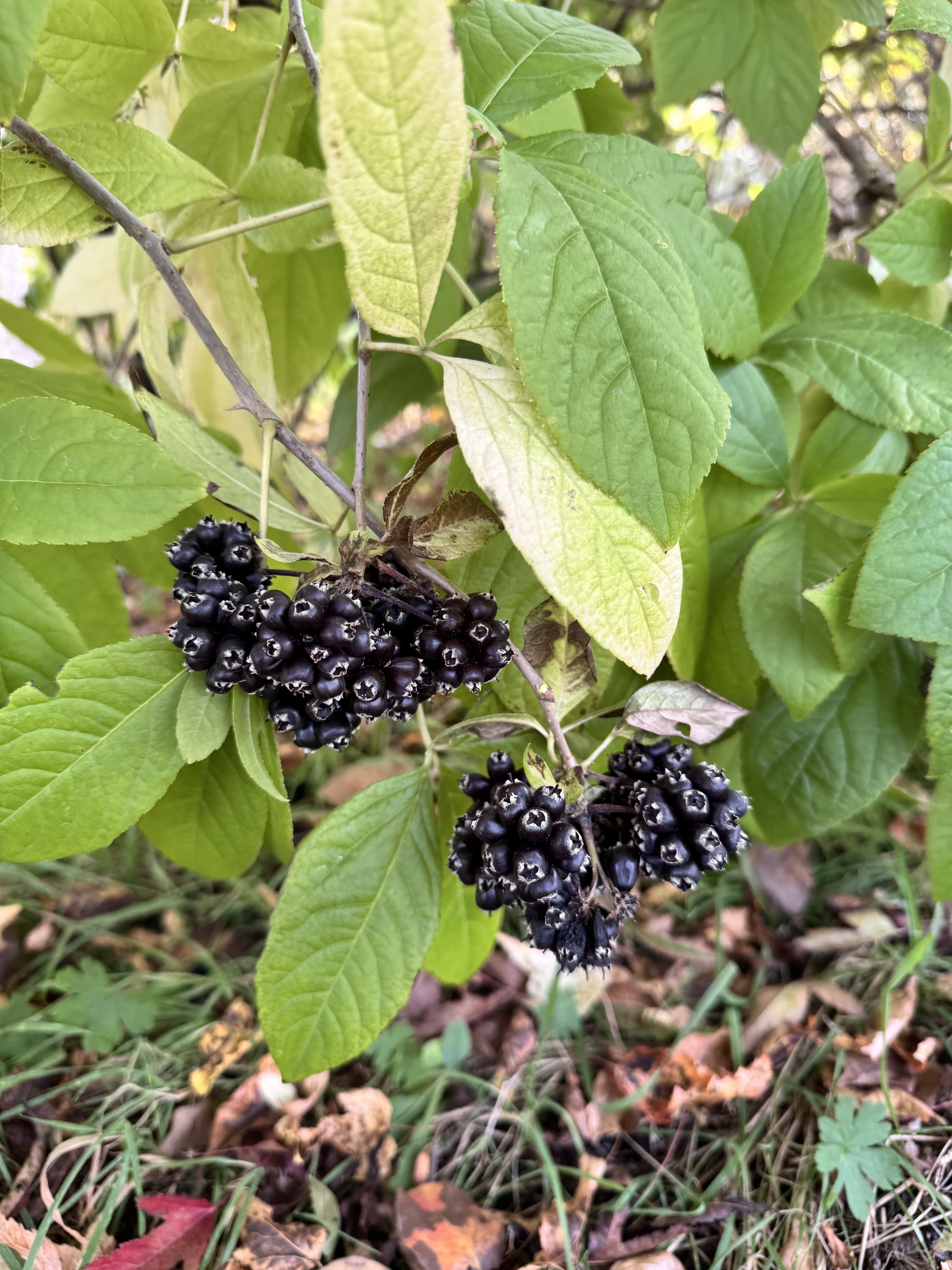 Первый слайд