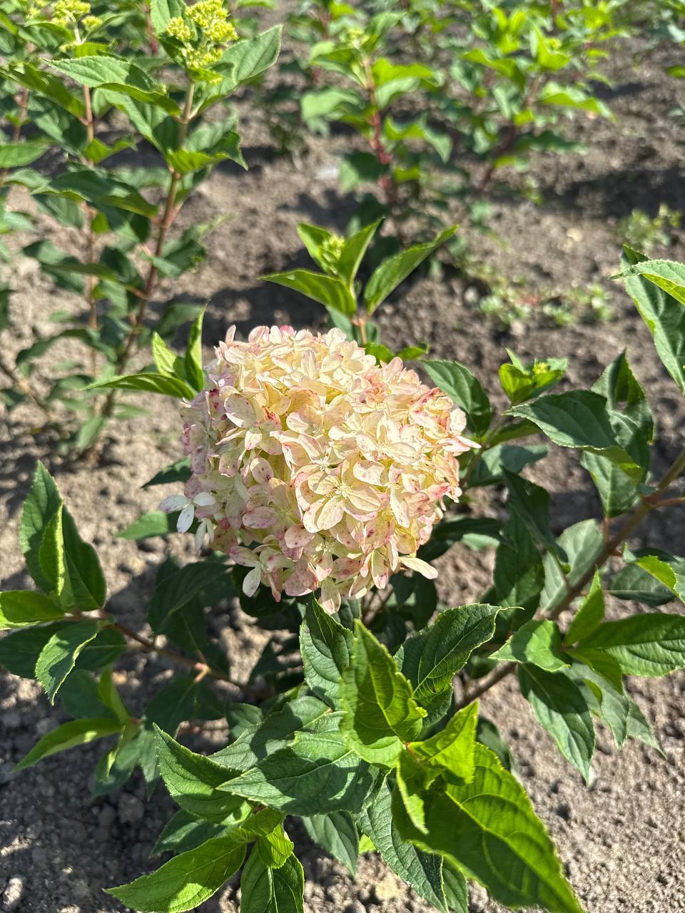 Первый слайд