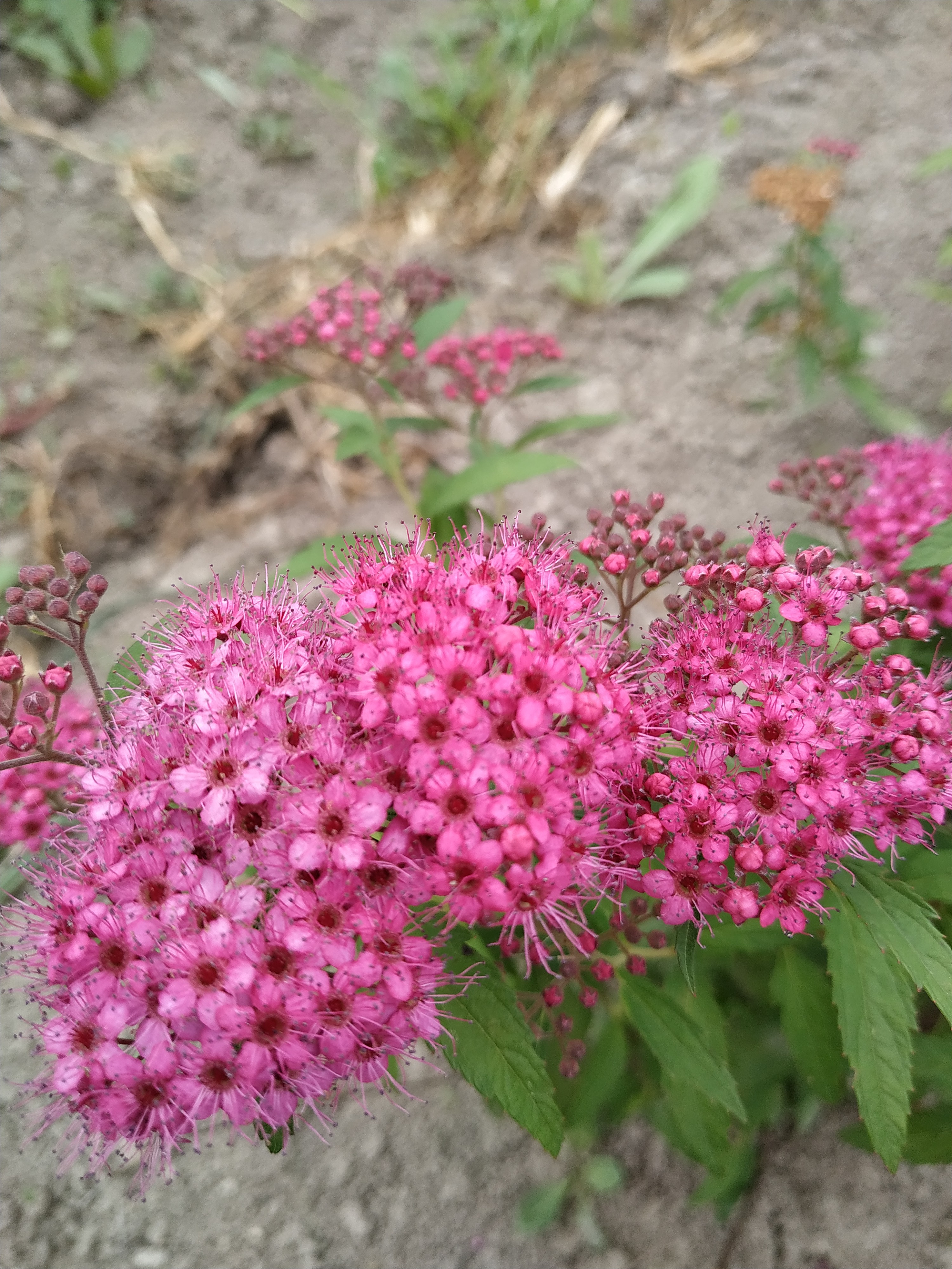 Первый слайд