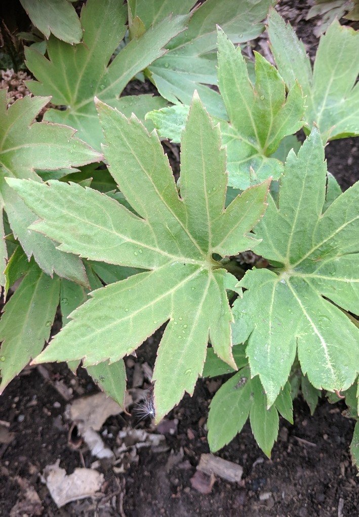 Первый слайд