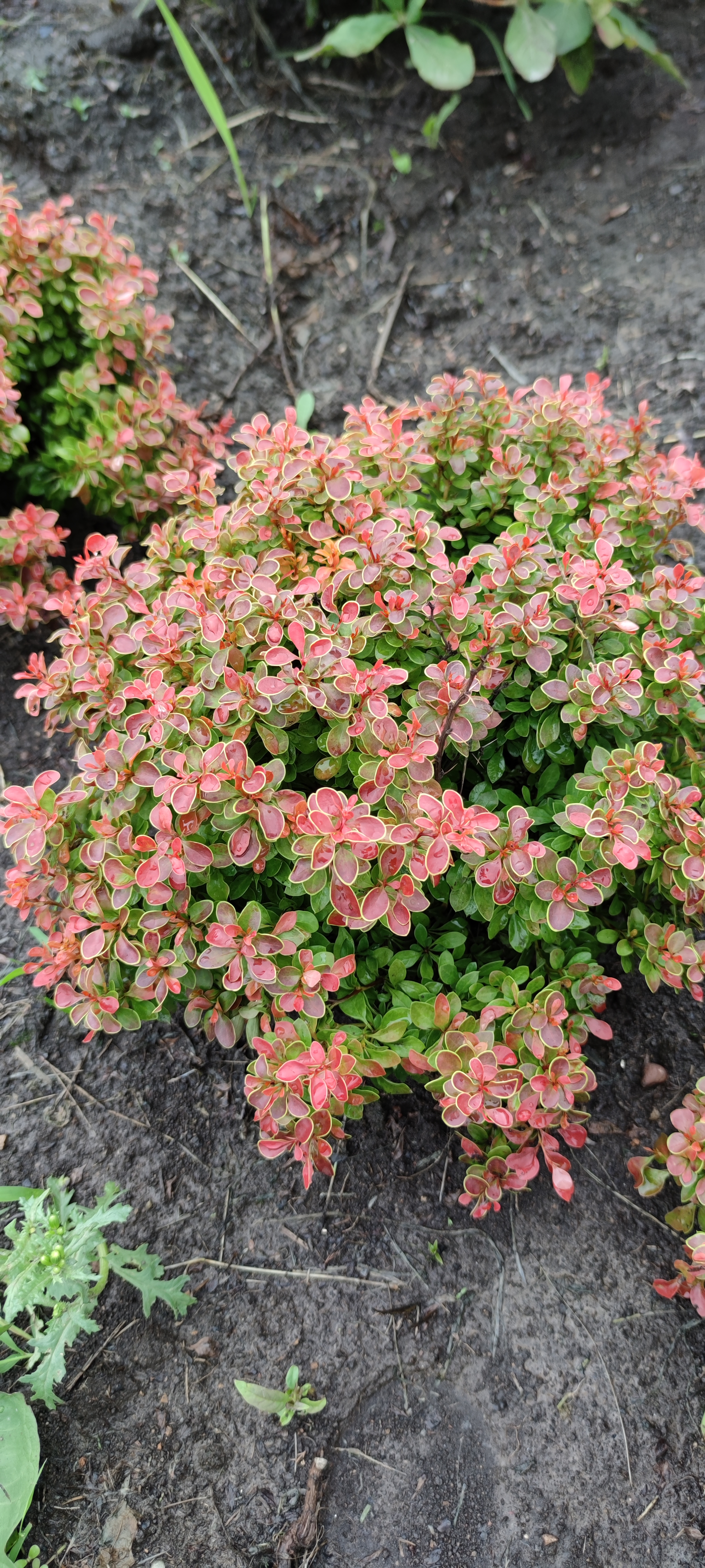 Первый слайд