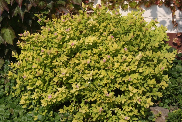 Первый слайд