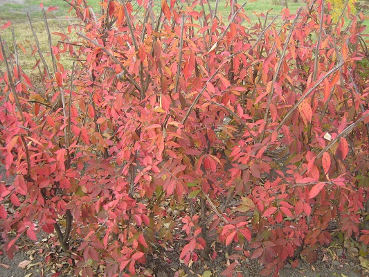 Первый слайд