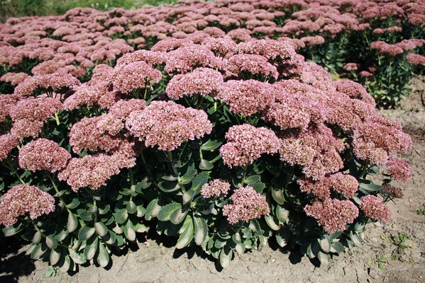 Первый слайд