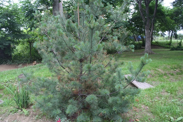Первый слайд