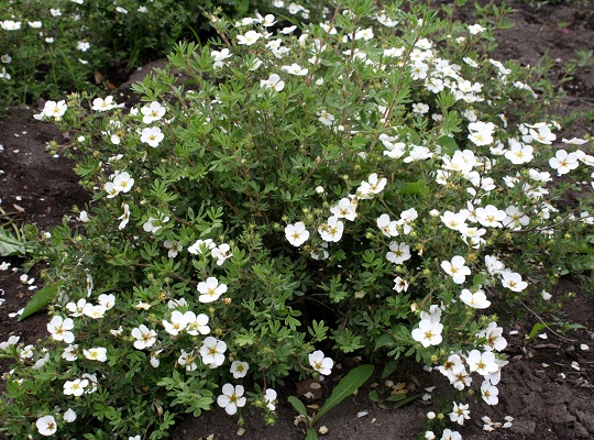 Первый слайд