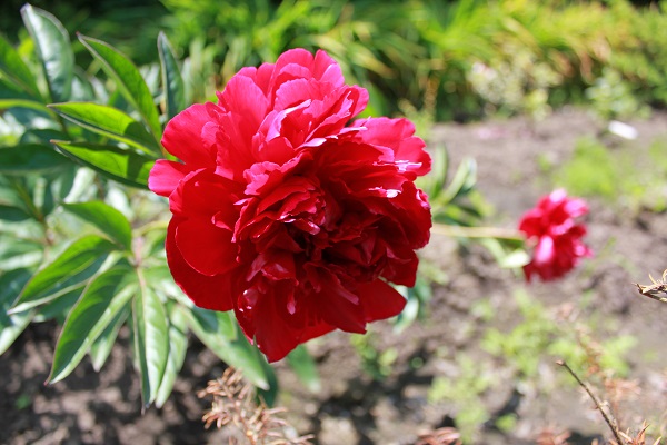 Первый слайд