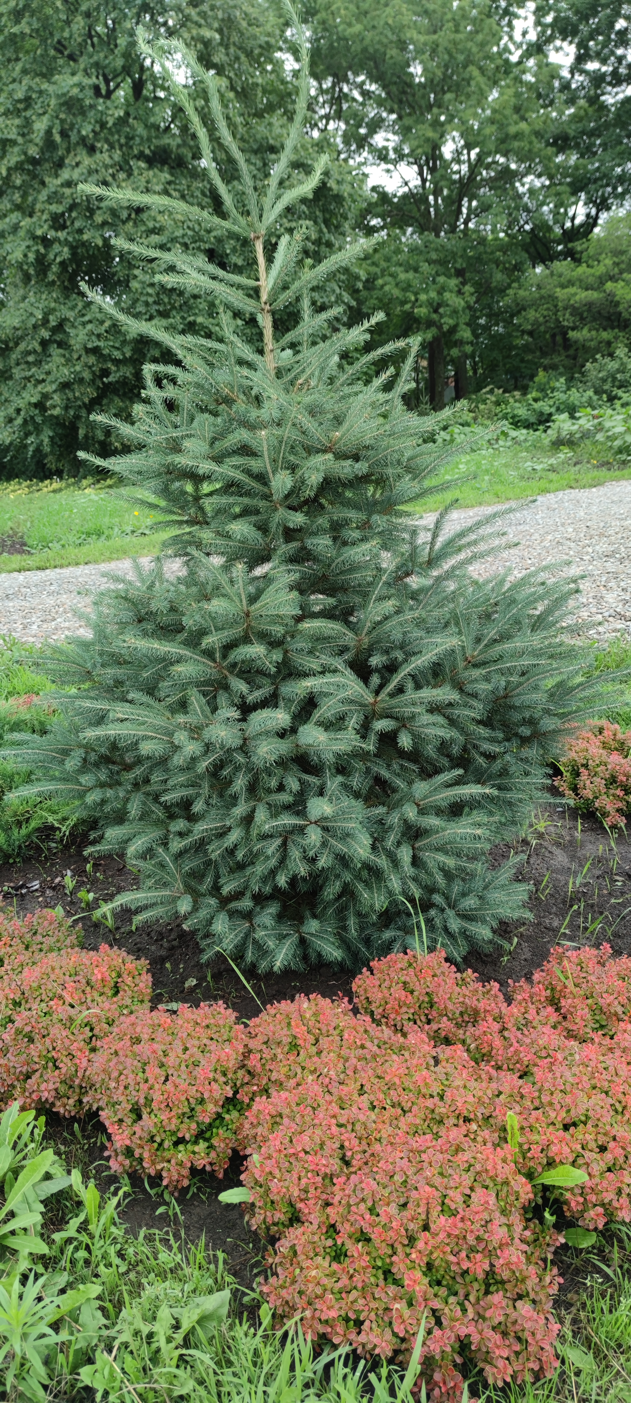 Первый слайд