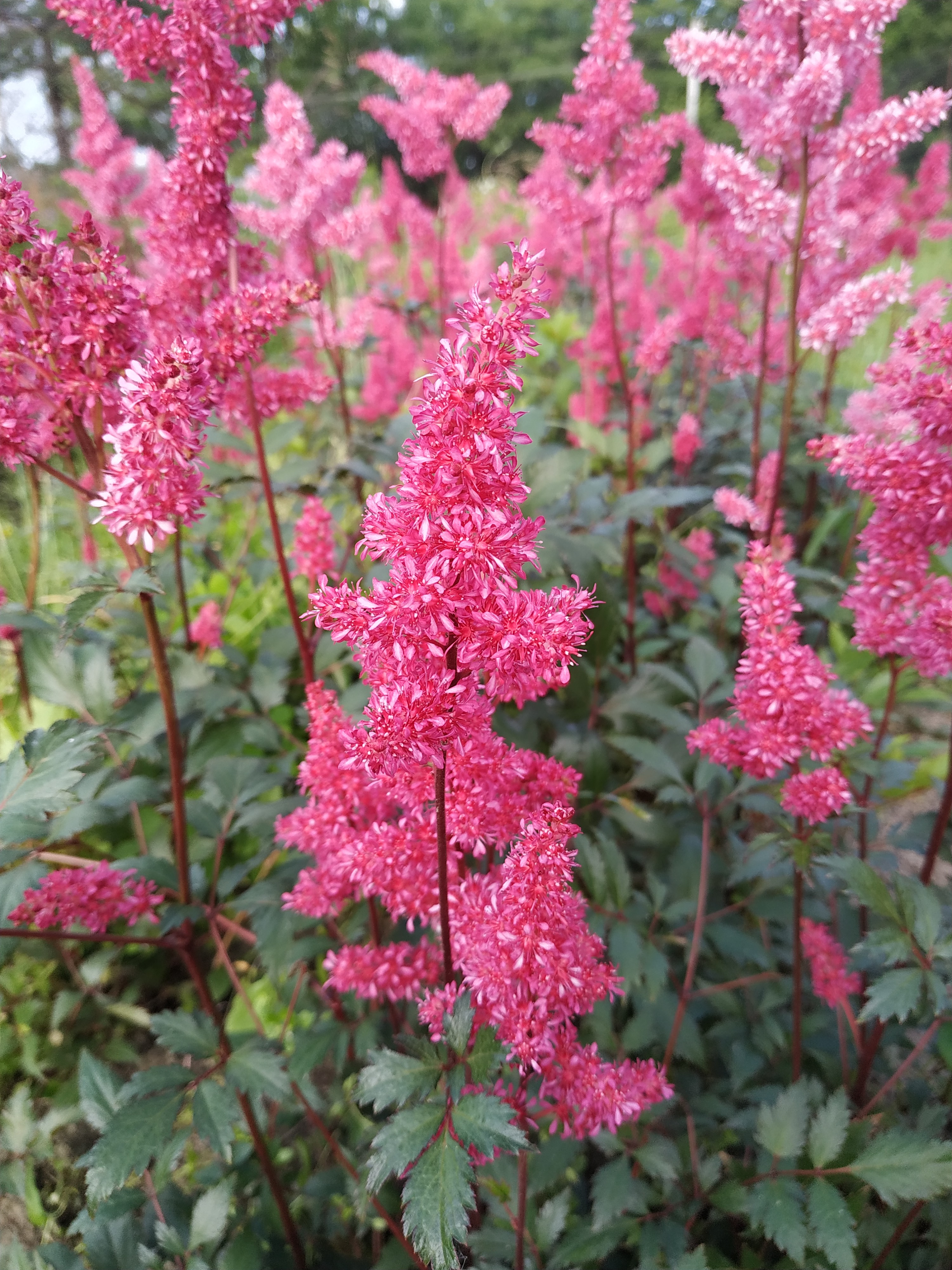 Первый слайд