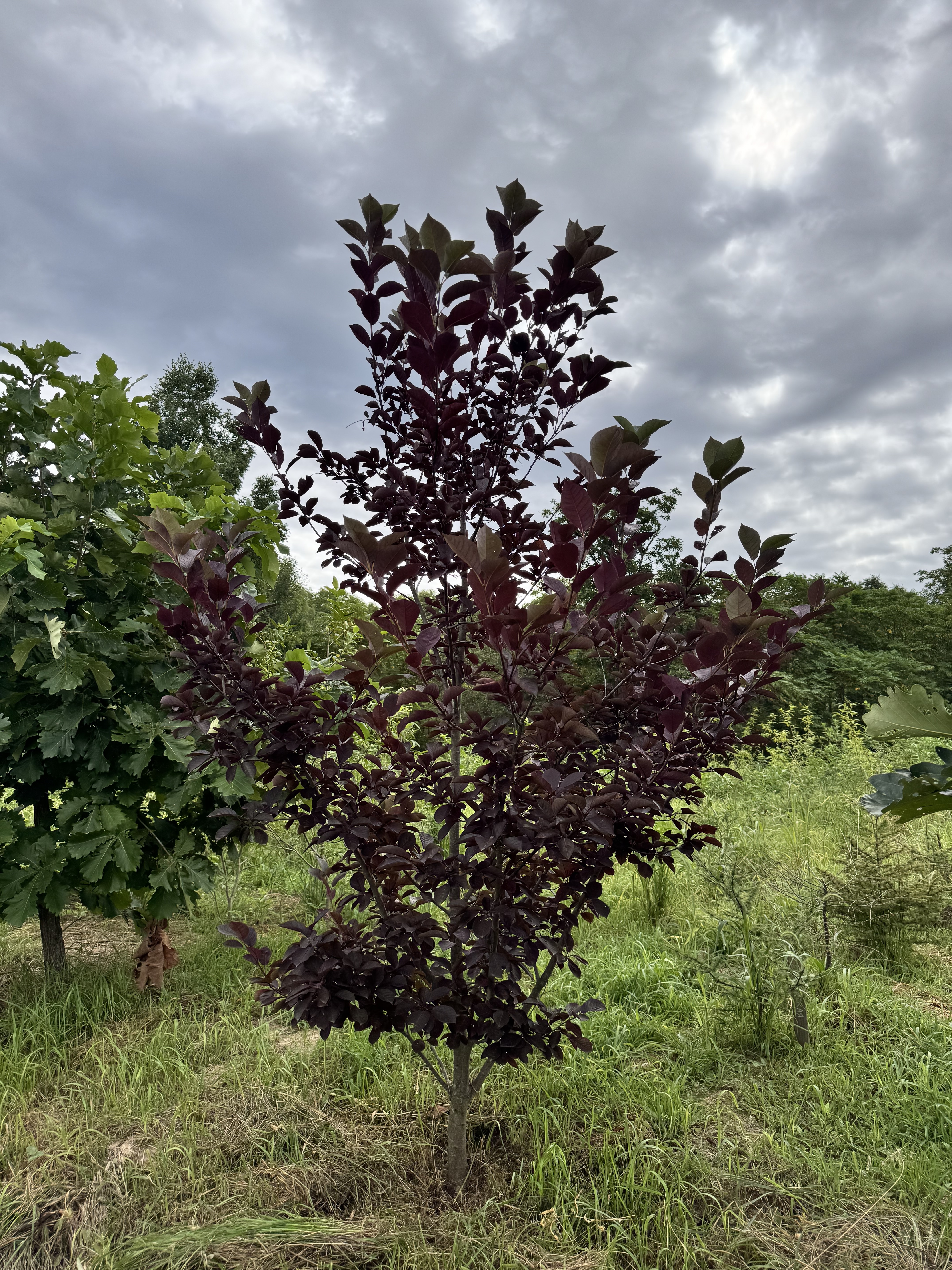 Первый слайд