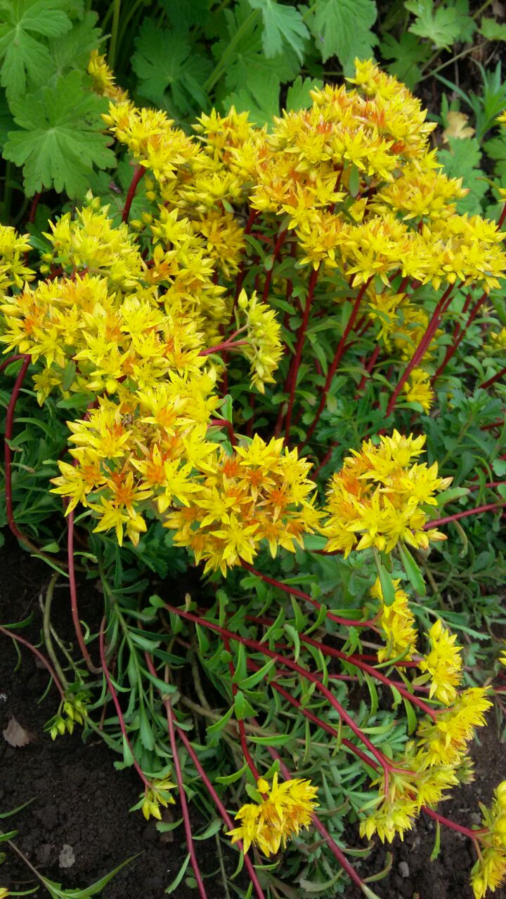 Первый слайд